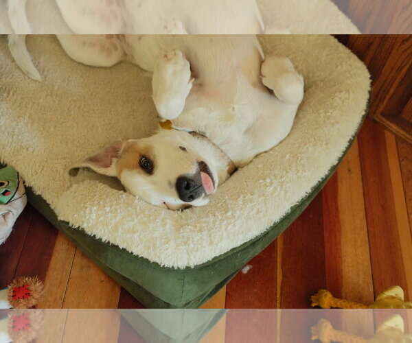 Medium Photo #12 Mutt Puppy For Sale in Sandy, UT, USA