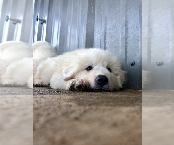 Medium Photo #10 Great Pyrenees Puppy For Sale in CLEBURNE, TX, USA