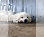 Small Photo #10 Great Pyrenees Puppy For Sale in CLEBURNE, TX, USA