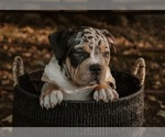 Puppy Puppy 4 American Bully