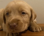 Puppy Choco Labrador Retriever