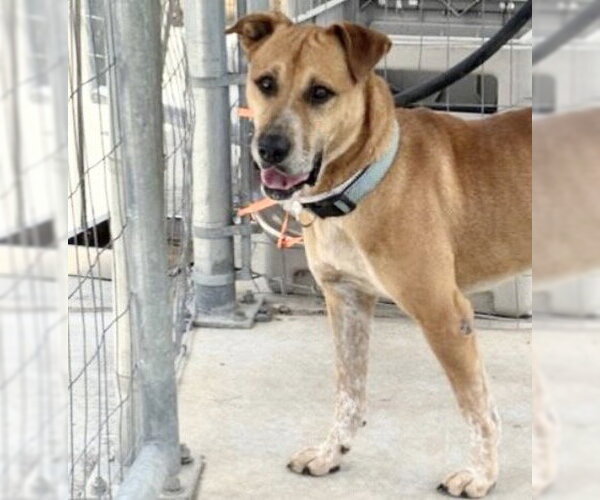 Medium Photo #3 German Shepherd Dog-Staffordshire Bull Terrier Mix Puppy For Sale in Houston, TX, USA