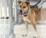 Small Photo #3 German Shepherd Dog-Staffordshire Bull Terrier Mix Puppy For Sale in Houston, TX, USA