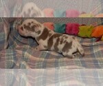 Small Photo #97 Great Dane Puppy For Sale in SPRAGGS, PA, USA