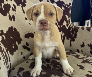 Australian Shepherd-French Bulldog Mix Puppy for sale in BUNNELL, FL, USA