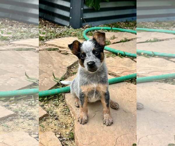 Medium Photo #1 Mutt Puppy For Sale in Paso Robles, CA, USA