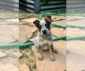 Mutt Dogs for adoption in Paso Robles, CA, USA