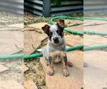 Small Mutt
