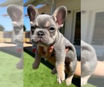 Small #2 French Bulldog