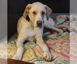 Labrador Retriever-Unknown Mix Dogs for adoption in Boston, MA, USA
