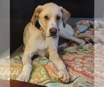 Small Labrador Retriever Mix