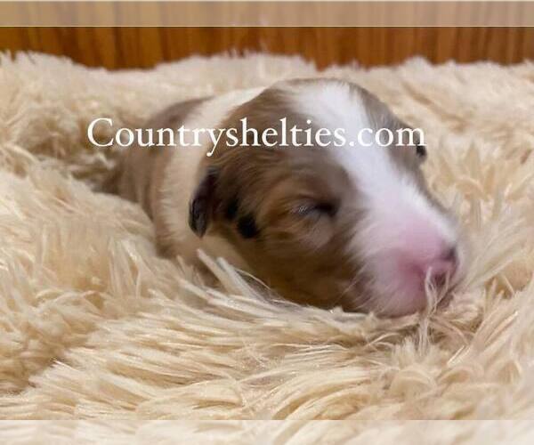 Medium Photo #2 Shetland Sheepdog Puppy For Sale in GRAFTON, OH, USA