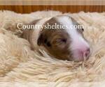 Small Photo #2 Shetland Sheepdog Puppy For Sale in GRAFTON, OH, USA