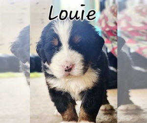 Medium Bernese Mountain Dog