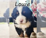 Puppy Louie Bernese Mountain Dog