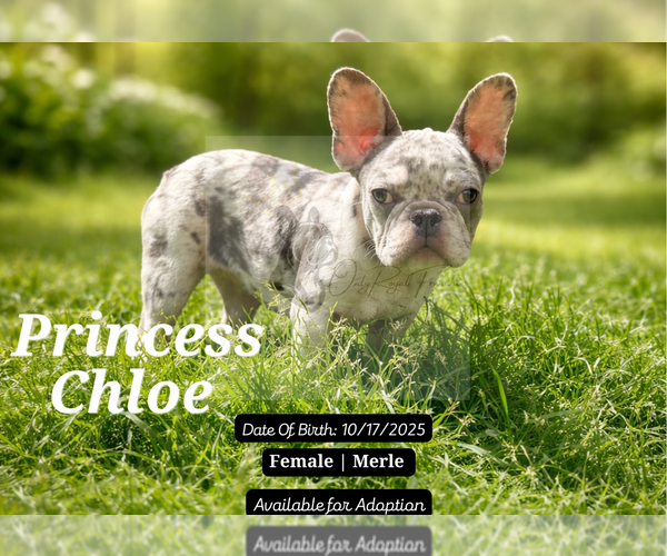 Medium Photo #7 French Bulldog Puppy For Sale in FAYETTEVILLE, GA, USA