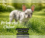 Small #6 French Bulldog