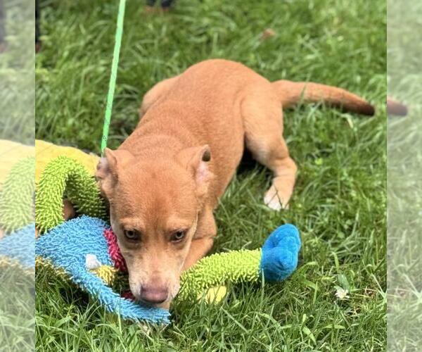 Medium Photo #3 Chocolate Labrador retriever-Unknown Mix Puppy For Sale in Yardley, PA, USA