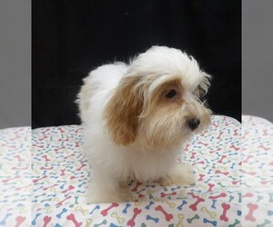 Shih-Poo Puppy for sale in PATERSON, NJ, USA