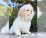 Small #5 Shih Tzu