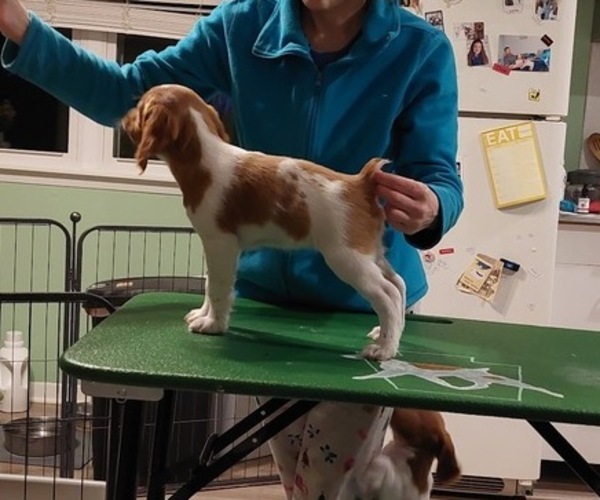 Medium Photo #3 Brittany Puppy For Sale in SOMERSET, OH, USA