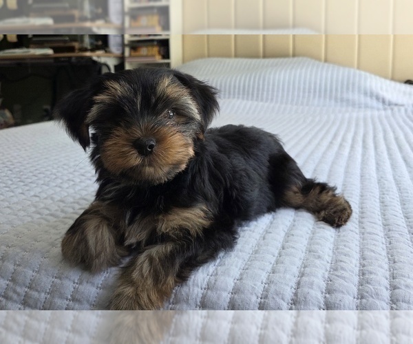 Medium Photo #35 Yorkshire Terrier Puppy For Sale in RHOADESVILLE, VA, USA