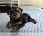 Small #34 Yorkshire Terrier