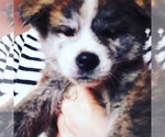 Small Photo #2 Akita Puppy For Sale in Chisinau, Chisinau Municipality, Moldova