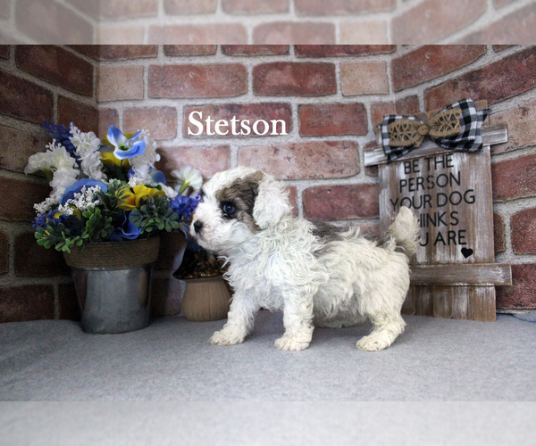 Medium Photo #8 Poodle (Miniature) Puppy For Sale in CHANUTE, KS, USA