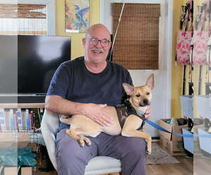 Father of the Carolina Dog-Miniature Australian Shepherd Mix puppies born on 01/04/2025