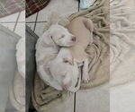 Small #3 American Pit Bull Terrier-Labrador Retriever Mix