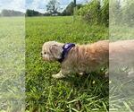 Small #3 Shih Tzu Mix
