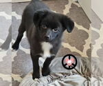 Small #1 Pomeranian Mix
