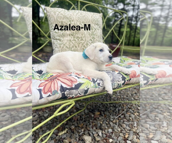 Medium Photo #2 Labrenees Puppy For Sale in Rockaway, NJ, USA