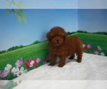Small Photo #6 Poodle (Toy) Puppy For Sale in BECKWOURTH, CA, USA