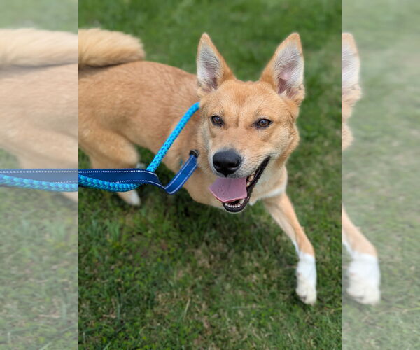 Medium Photo #11 Mutt Puppy For Sale in Holly Springs, NC, USA