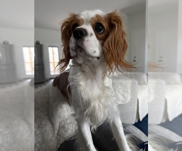 Medium Photo #1 Cavalier King Charles Spaniel Puppy For Sale in NINEVEH, IN, USA