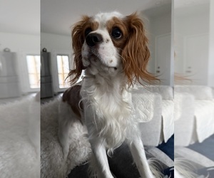 Father of the Cavalier King Charles Spaniel puppies born on 03/25/2026