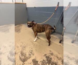 Medium Mastiff Mix