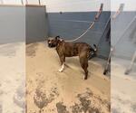 Small Mastiff Mix