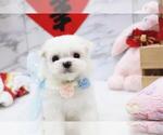 Small Photo #5 Maltese Puppy For Sale in HILO, HI, USA