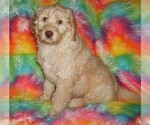 Small #2 Labradoodle mix (+ Poodle Standard)
