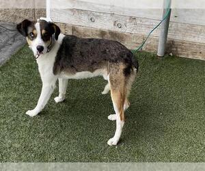 Catahoula Leopard Dog-Unknown Mix Dogs for adoption in Modesto, CA, USA