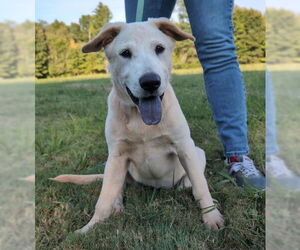 Shepradors Dogs for adoption in Enfield, CT, USA