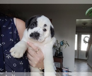 Boston Terrier-Miniature Australian Shepherd Mix Puppy for sale in PLAINFIELD, IL, USA