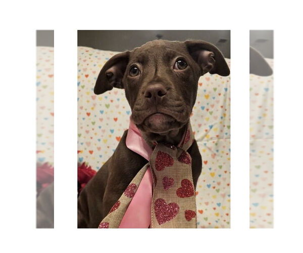 Medium Photo #13 Mutt Puppy For Sale in Mooresville, NC, USA