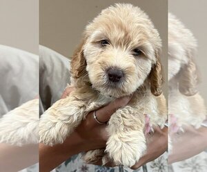 Goldendoodle (Miniature) Puppy for sale in CRAWFORDSVLLE, IA, USA