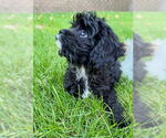 Small #3 Cavalier King Charles Spaniel