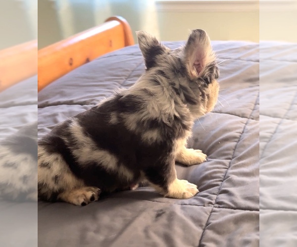 Medium Photo #5 French Bulldog Puppy For Sale in PALMDALE, CA, USA