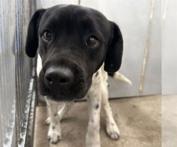 Medium Photo #1 German Shorthaired Lab Puppy For Sale in San Bernardino, CA, USA